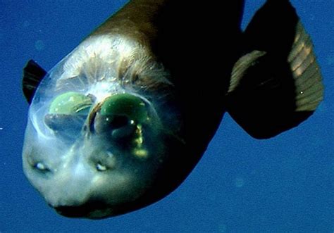 fish with a transparent head.